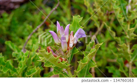 Purple Sea Holly Flower Buds in Mangrove Forest Purple Sea Holly Flower Buds in Mangrove Forest 134760163