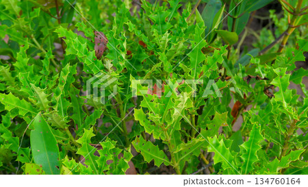 Dense Spiky Foliage of Acanthus Ilicifolius Shrub Dense Spiky Foliage of Acanthus Ilicifolius Shrub 134760164