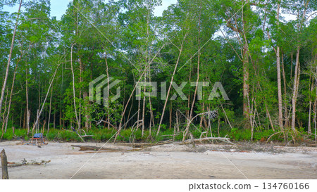 Tropical Mangrove Forest Landscape on Sandy Shore Tropical Mangrove Forest Landscape on Sandy Shore 134760166