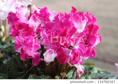 Pink cyclamen flowers in a pot in a winter garden 134760167