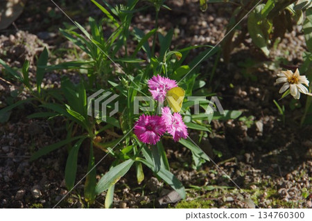 一隻黃色蝴蝶正在吸食石竹花的花蜜 134760300