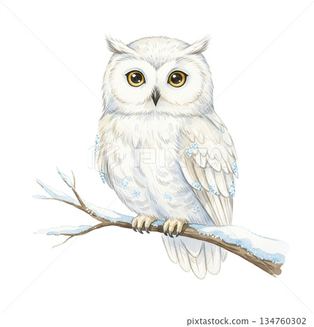 Beautiful watercolor snowy owl illustration perched on winter branch, majestic white bird animal wildlife isolated on white background for nature art and holiday decoration. Beautiful watercolor snowy owl illustration perched on winter branch, majestic white bird animal wildlife isolated on white background for nature art and holiday decoration. 134760302
