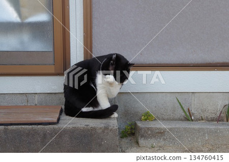 Cat washing face 134760415