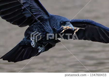 A carrion crow flying with an ear of rice in its mouth A carrion crow flying with an ear of rice in its mouth 134760433
