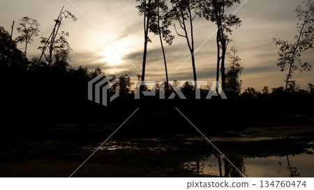 Silhouette of Dead Mangrove Trees at Sunset Silhouette of Dead Mangrove Trees at Sunset 134760474