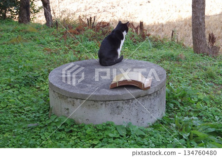 一隻棕色皮膚的貓坐在井上 134760480