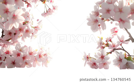 透明背景櫻花邊框春季設計素材 134760545