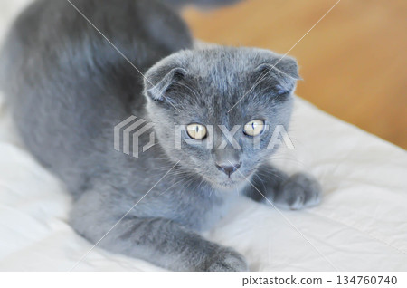 kitty or cat or grey cat or gray cat , Felis catus or Felis catus domestica kitty or cat or grey cat or gray cat , Felis catus or Felis catus domestica 134760740
