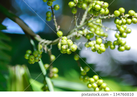 Areca nut or Areca palm or seed of Areca catechu L or ARECACEAE or seed of Areca palm 134760810