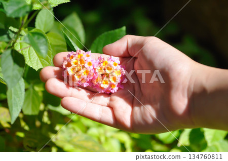 pick the flowers or Lantana camara L, Cloth of gold or Hedge flower or Lantana or Weeping lantana or White sage or VERBENACEAE or pink  flower 134760811