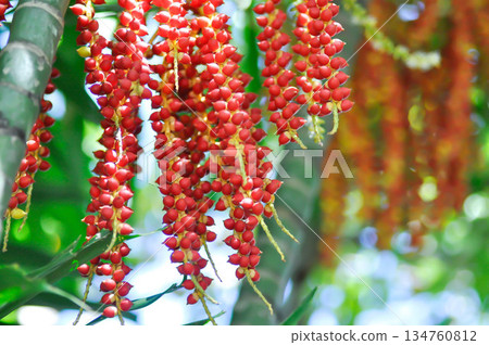 Areca nut or Areca palm or seed of Areca catechu L or ARECACEAE or seed of Areca palm 134760812