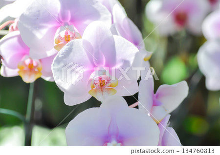 Moon Orchid, moth orchid or Phalaenopsis or Phalaenopsis amabilis or purple flower or purple orchid 134760813