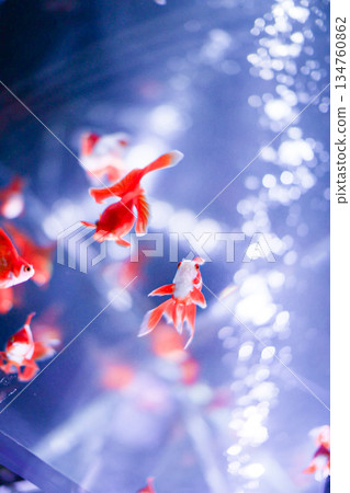 Goldfish Goldfish 134760862