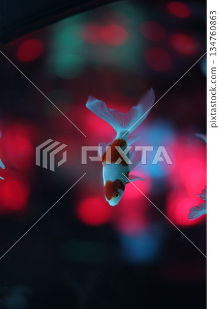金魚 金魚 134760863