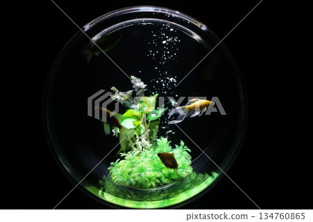 Goldfish Goldfish 134760865