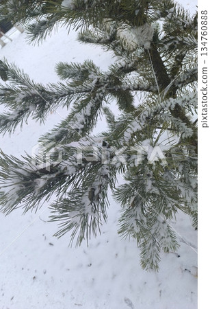 This image showcases a snow-covered pine tree, embodying the serene beauty of winter. It evokes peace and tranquility, ideal for winter-themed projects or holiday promotions. This image showcases a snow-covered pine tree, embodying the serene beauty of winter. It evokes peace and tranquility, ideal for winter-themed projects or holiday promotions. 134760888