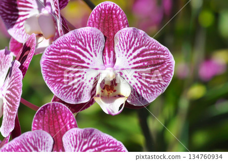 Moon Orchid, moth orchid or Phalaenopsis or Phalaenopsis amabilis or pink and red flower or pink and red orchid Moon Orchid, moth orchid or Phalaenopsis or Phalaenopsis amabilis or pink and red flower or pink and red orchid 134760934
