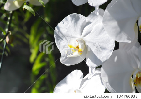 Moon Orchid, moth orchid or Phalaenopsis or Phalaenopsis amabilis or white flower or white orchid Moon Orchid, moth orchid or Phalaenopsis or Phalaenopsis amabilis or white flower or white orchid 134760935