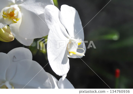 Moon Orchid, moth orchid or Phalaenopsis or Phalaenopsis amabilis or white flower or white orchid 134760936