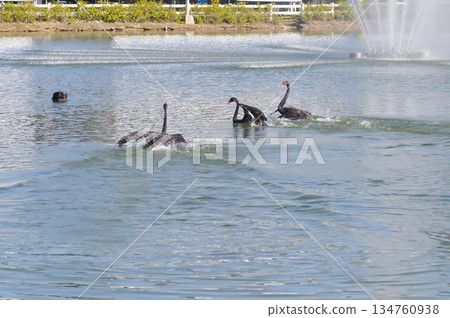 Black Swan, swan or Cygnus atratus or black swan in the pool 134760938