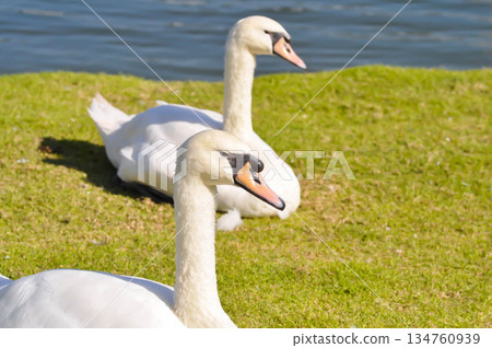 Swan or Cygnus ,Mute Swan or Cygnus olor or white swan 134760939