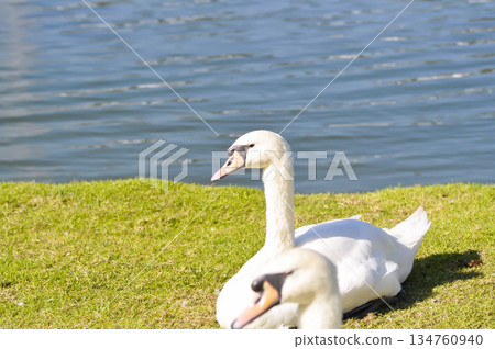 Swan or Cygnus ,Mute Swan or Cygnus olor or white swan 134760940
