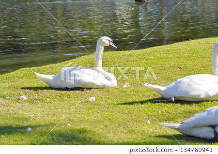Swan or Cygnus ,Mute Swan or Cygnus olor or white swan 134760941