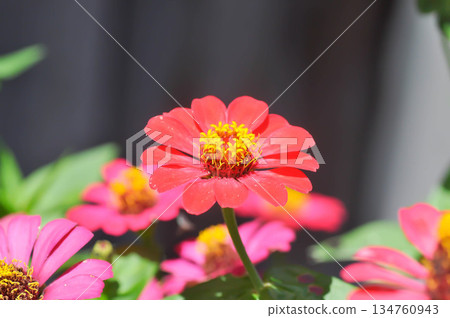 Zinnia violacea Cav, Z violacea or Plantae, Asteraceae or Magnoliopsida or Zinnia violacea or red flower Zinnia violacea Cav, Z violacea or Plantae, Asteraceae or Magnoliopsida or Zinnia violacea or red flower 134760943