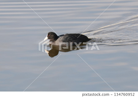 一隻白骨頂雞在水面遊動,泛起美麗的漣漪。 一隻白骨頂雞在水面遊動,泛起美麗的漣漪。 134760952