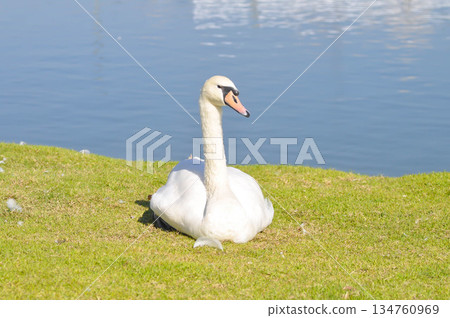 Swan or Cygnus ,Mute Swan or Cygnus olor or white swan 134760969