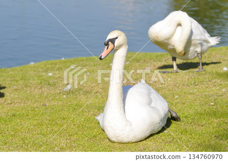 Swan or Cygnus ,Mute Swan or Cygnus olor or white swan 134760970