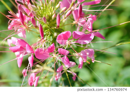 Spider Flower, Showy Spider Floweror Cleome speciosa Raf or Cleomaceae or pink flower Spider Flower, Showy Spider Floweror Cleome speciosa Raf or Cleomaceae or pink flower 134760974