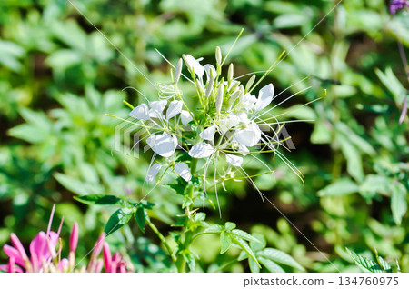 Spider Flower, Showy Spider Floweror Cleome speciosa Raf or Cleomaceae or white flower 134760975