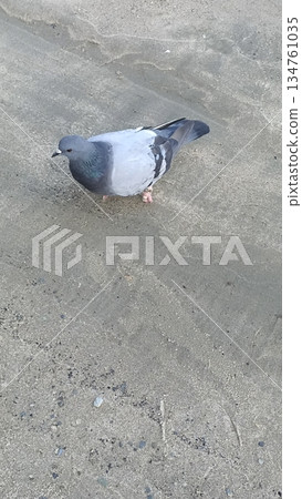 A pigeon stands on a sandy beach, blending with the coastal environment. This image captures urban wildlife in a serene setting, ideal for illustrating nature and birds. A pigeon stands on a sandy beach, blending with the coastal environment. This image captures urban wildlife in a serene setting, ideal for illustrating nature and birds. 134761035