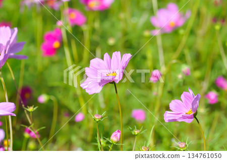 cosmos flower or Mexican aster flower or Cosmos sulphureus Cav or Compositae or Cosmos, pink flower 134761050