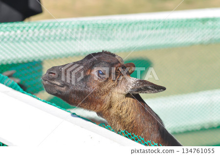 Miniature Goat, Pygmy Goat or Mini Pygmy Goat or little goat Miniature Goat, Pygmy Goat or Mini Pygmy Goat or little goat 134761055
