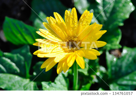 Gerbera, Barberton daisy or Compositae or Gerbera jamesonii Bolus or Gerbera jamesonii Bolus ex Hook f or yellow flower 134761057