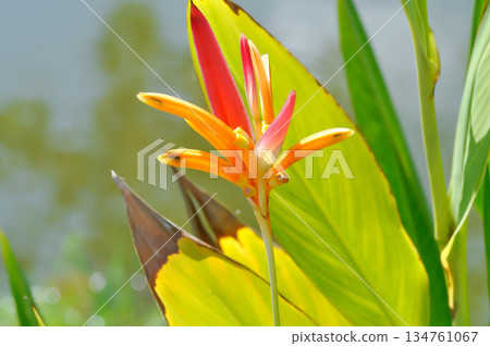 Heliconia psittacorum or Bird of paradise, Strelitzia reginae or Sterliziaceae flower or Heliconia flower or yellow flower 134761067