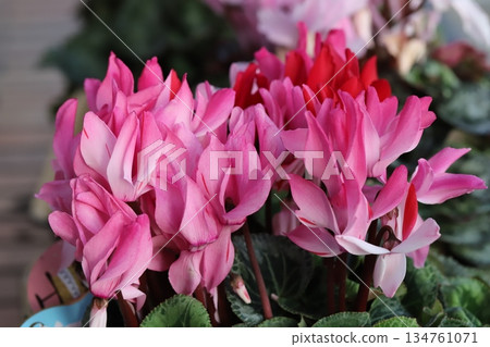 Pink cyclamen flowers in a pot in a winter garden Pink cyclamen flowers in a pot in a winter garden 134761071