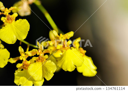Dancing lady orchid, O flexuosum x O sphacelatum or Oncidium or Oncidium sp Goldiana or oncidium varicosum, Oncidium Variety Goldiana or orchidaceae Dancing lady orchid, O flexuosum x O sphacelatum or Oncidium or Oncidium sp Goldiana or oncidium varicosum, Oncidium Variety Goldiana or orchidaceae 134761114