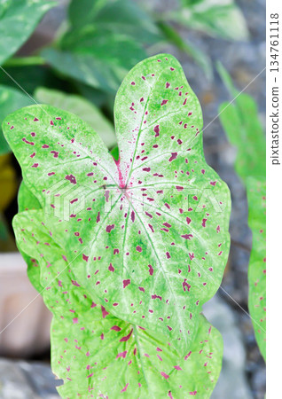 Caladium miss muffet or Caladium, Caladium Bicolor Vent or Caladium bicolor 134761118