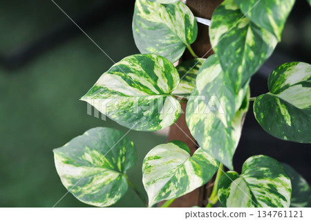Epipremnum aureus Engl, ARACEAE or Devils Ivy or Golden Pothos or Hunters Robe or Epipremnum aureum or Araceae or bicolor leaf Epipremnum aureus Engl, ARACEAE or Devils Ivy or Golden Pothos or Hunters Robe or Epipremnum aureum or Araceae or bicolor leaf 134761121
