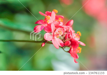 Cotton leaved jatropha, EUPHORBIACEAE or Jatropha integerrima or Jatropha integerrima Jacq or Peregrina or Spicy jatropha or pink flower or fuchsia flower Cotton leaved jatropha, EUPHORBIACEAE or Jatropha integerrima or Jatropha integerrima Jacq or Peregrina or Spicy jatropha or pink flower or fuchsia flower 134761133