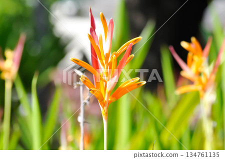 Heliconia psittacorum or Bird of paradise, Strelitzia reginae or Sterliziaceae flower or Heliconia flower or yellow flower 134761135