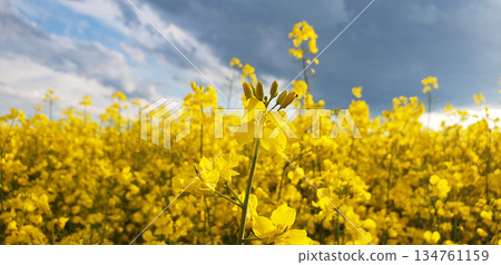 Blooming rapeseed field of Ukraine against the blue sky with clouds Blooming rapeseed field of Ukraine against the blue sky with clouds 134761159