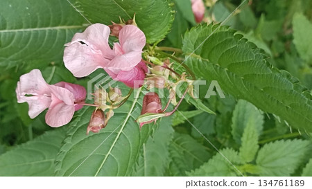 A stunning close-up of vibrant pink jewelweed flowers against lush green foliage. Perfect for botanical, gardening, or nature-related projects, ideal for magazines and educational content. A stunning close-up of vibrant pink jewelweed flowers against lush green foliage. Perfect for botanical, gardening, or nature-related projects, ideal for magazines and educational content. 134761189