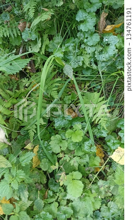 A close-up highlights the intricate textures of a lush forest floor. Various shades of green showcase nature s beauty, with ferns and leafy ground cover adding depth. A close-up highlights the intricate textures of a lush forest floor. Various shades of green showcase nature s beauty, with ferns and leafy ground cover adding depth. 134761191