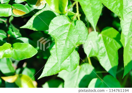 Fetid passionflower or PASSIFLORACEAE or Stinking passionflower Fetid passionflower or PASSIFLORACEAE or Stinking passionflower 134761194