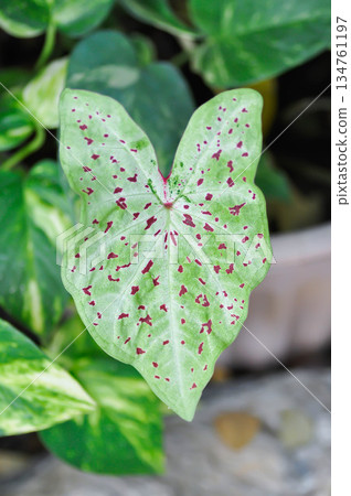 Caladium miss muffet or Caladium, Caladium Bicolor Vent or Caladium bicolor 134761197