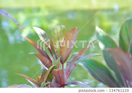 ASPARAGACEAE, Cabbage palm or  Cordyline or Cordyline fruticosa or Daengsiam or Dracaena Palm or Good luck plant or Ti plant or red plant 134761220